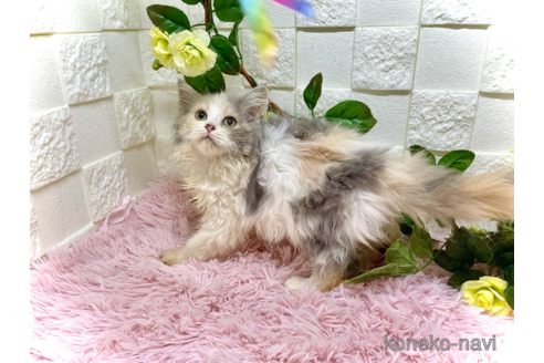 販売中の埼玉県のスコティッシュフォールド-96936の3枚目